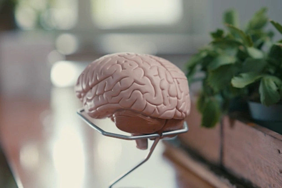 Modul Gesundes Gehirn in der Dr. Spitzbart Masterclass Die Dr. Spitzbart Masterclass zum Thema Gesundes Gehirn