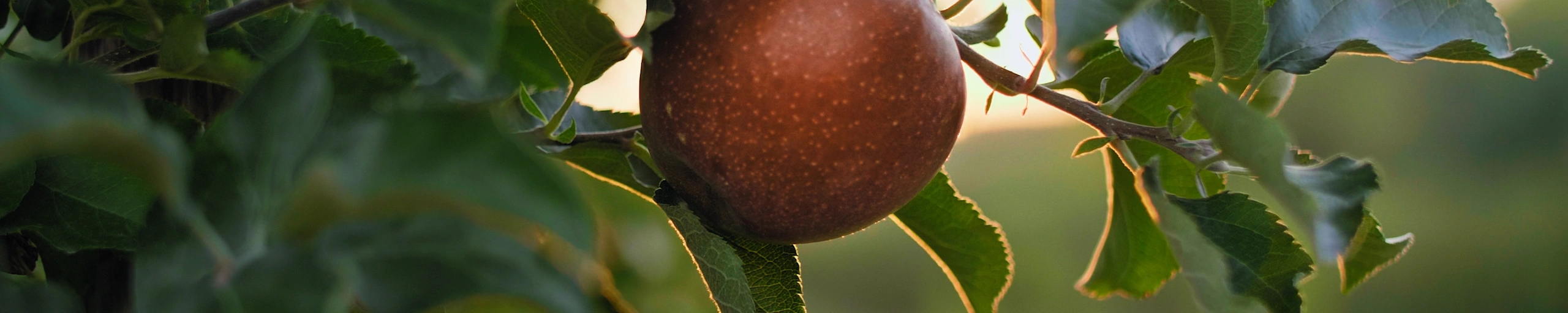 Das Modul für deinen gesunden Essenskompass Gesund essen, richtig verstehen