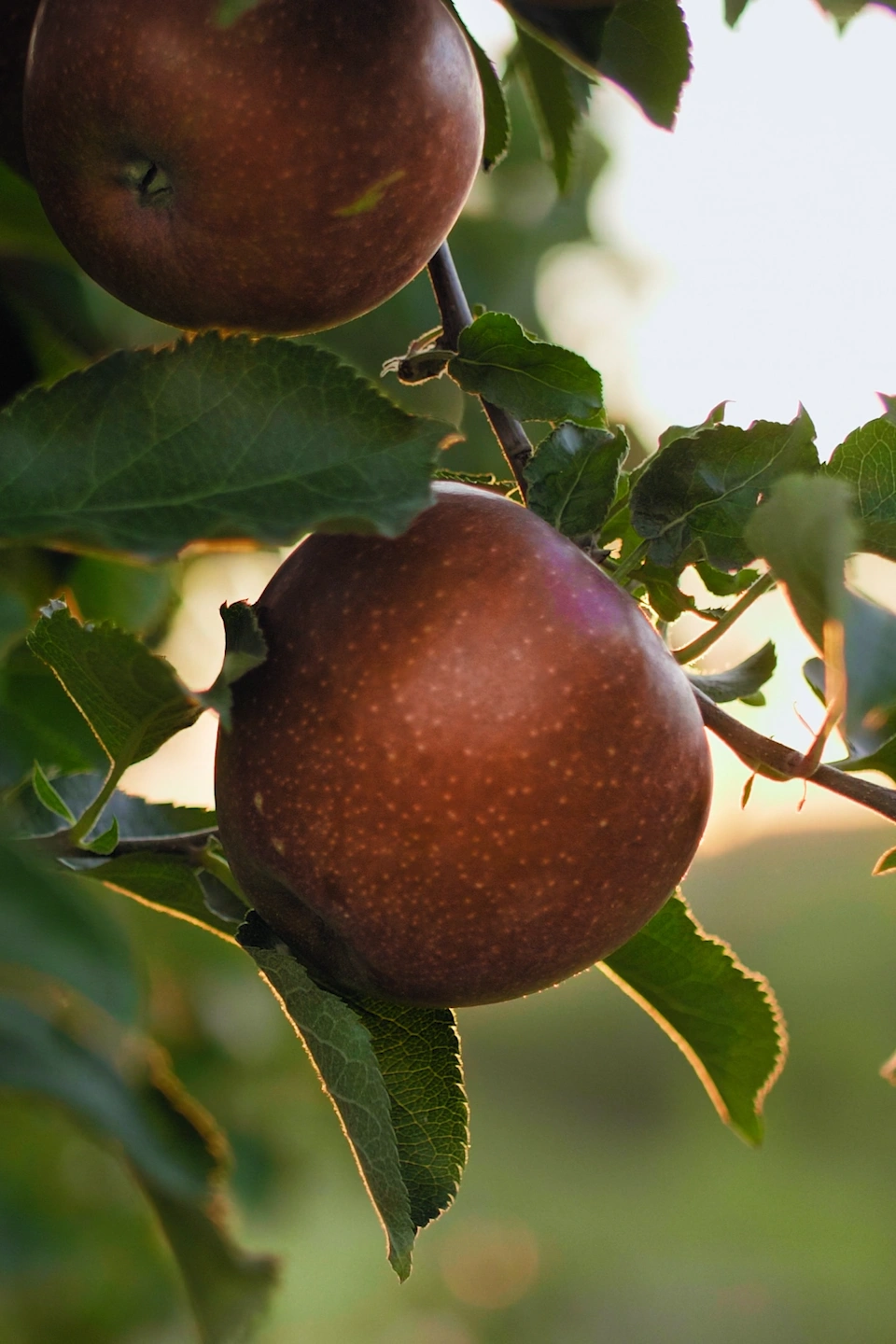 Mit Dr. Spitzbart alles über das Thema Ernährung erfahren